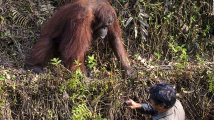 Un orango tende la mano all'uomo per salvargli la vita