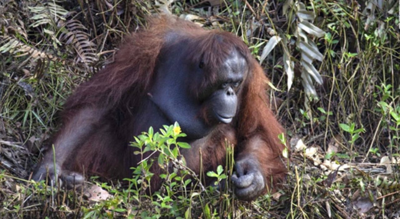 Un orango tende la mano all'uomo per salvargli la vita