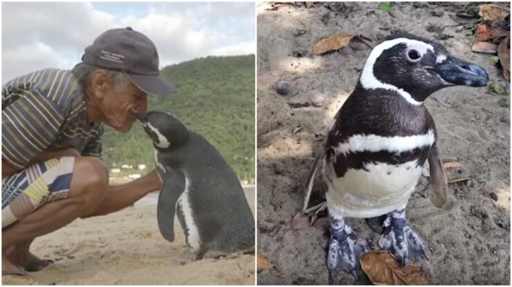 Un pinguino nuota per 8000 km per raggiungere l'uomo che gli ha salvato la vita