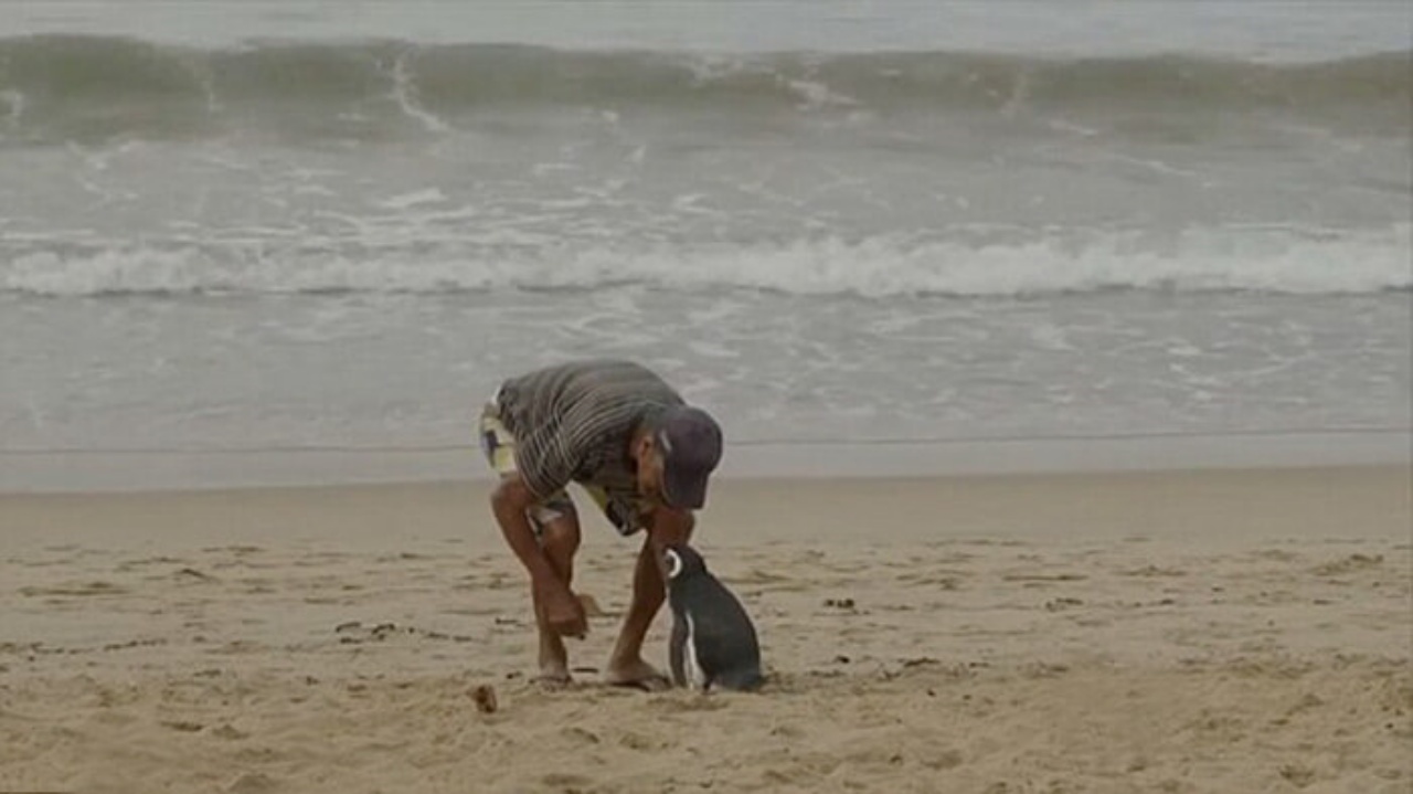 Un pinguino nuota per 8000 km per raggiungere l'uomo che gli ha salvato la vita