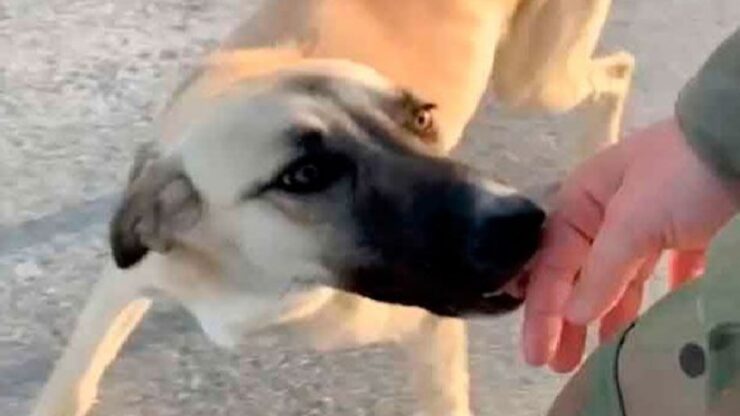 Un soldato salva un cane randagio e lo fa adottare