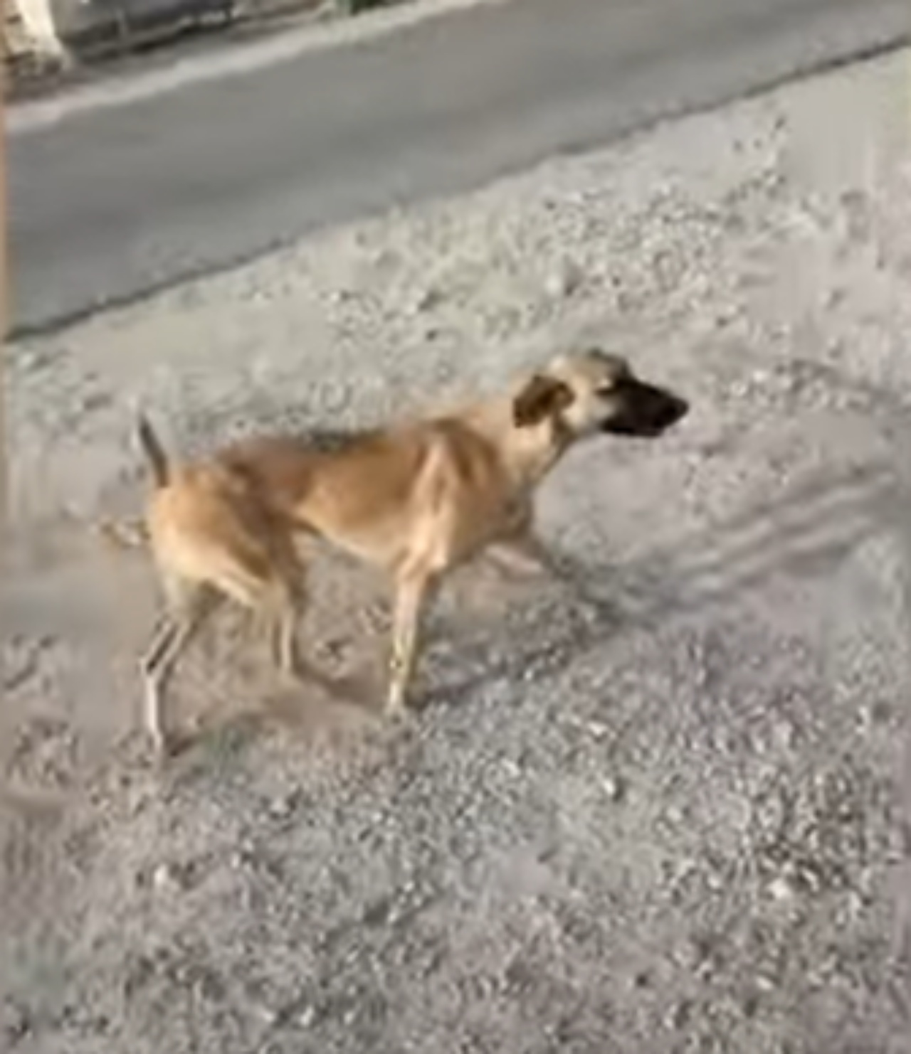 Un soldato salva un cane randagio e lo fa adottare