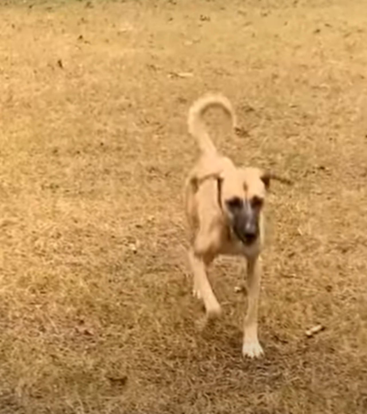 Un soldato salva un cane randagio e lo fa adottare