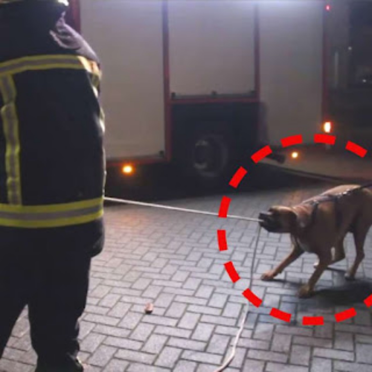 Vigili del fuoco aiutati da un cane