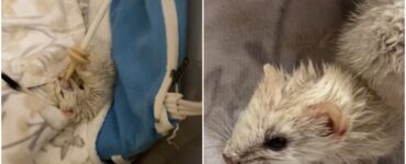 Wildelife rehabber salva una donnola