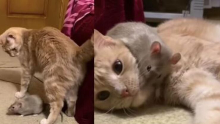 Gatto e topo amici inseparabili