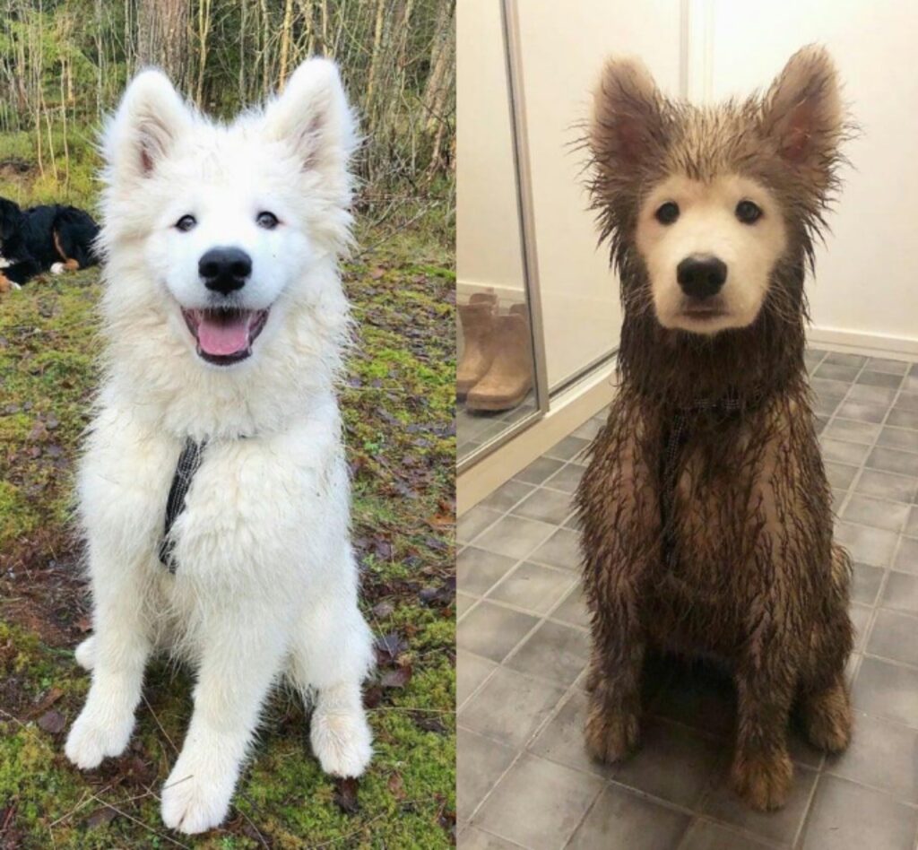 animali pre e post toiletta