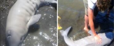 beluga spiaggiata