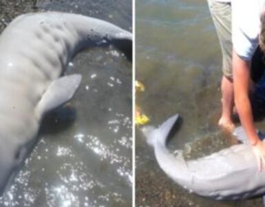 beluga spiaggiata