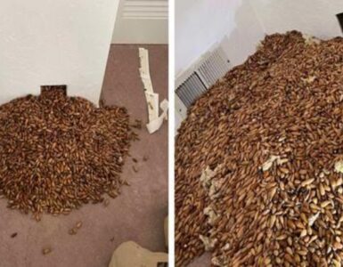 ragazzo trova ghiande tramite buco nel muro