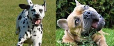 bulldog e dalmata cani