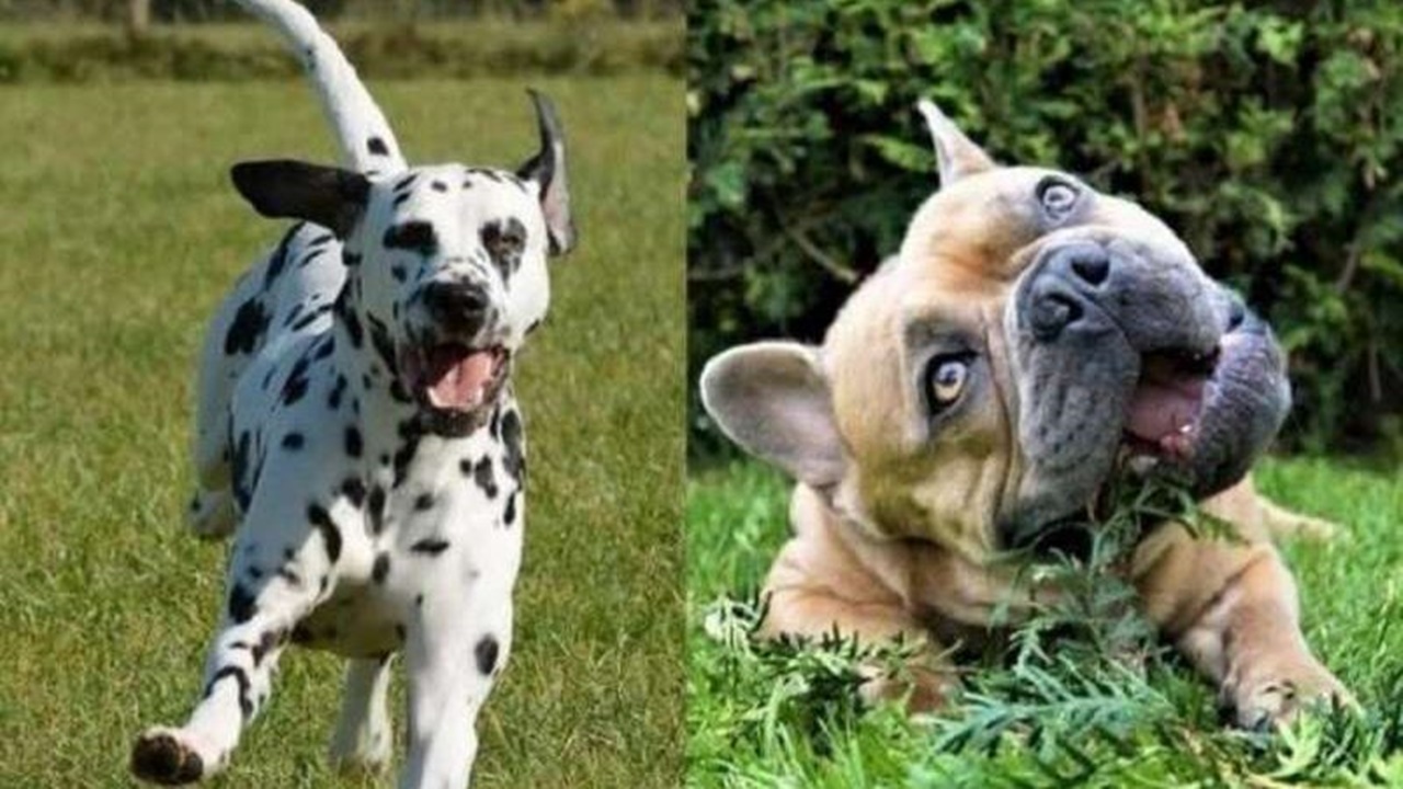 bulldog e dalmata cani