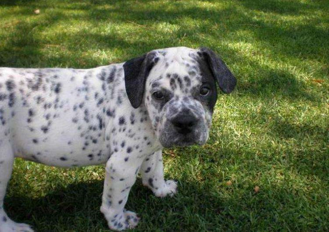 bulldog e dalmata cucciolo