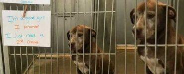 cagnolina aspetta canile