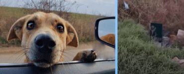 cagnolina ferma macchina