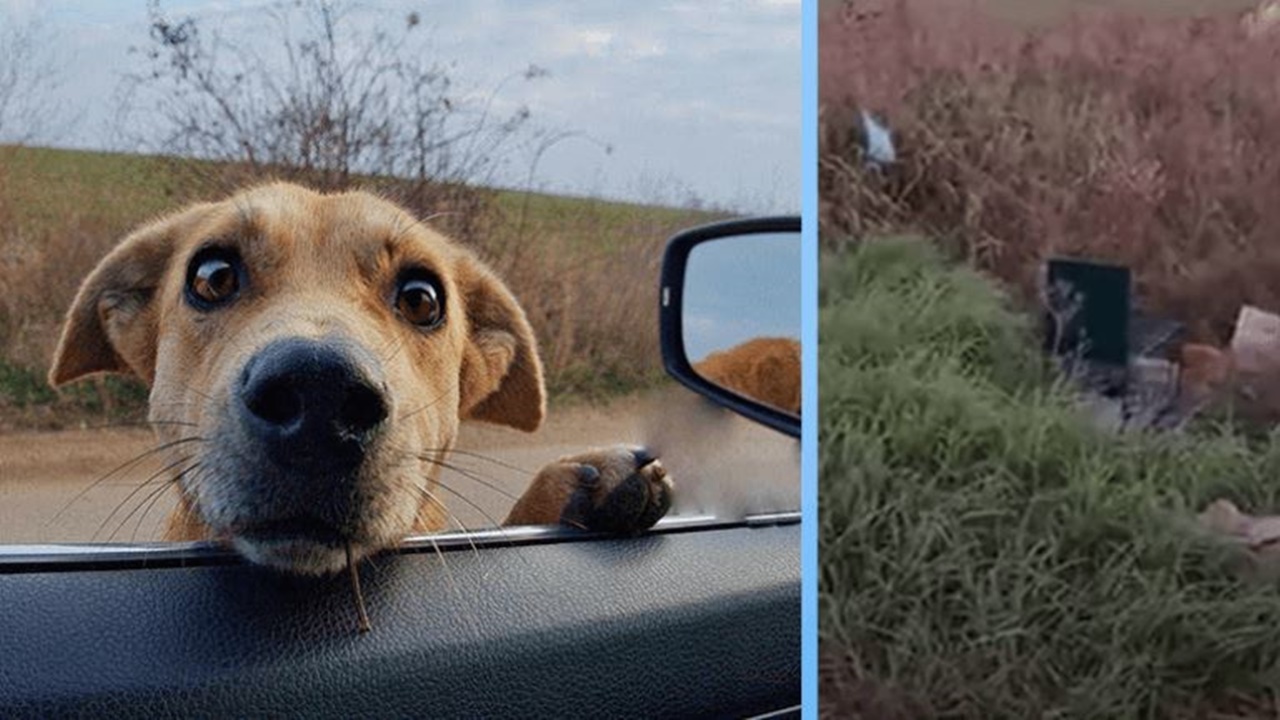 cagnolina ferma macchina