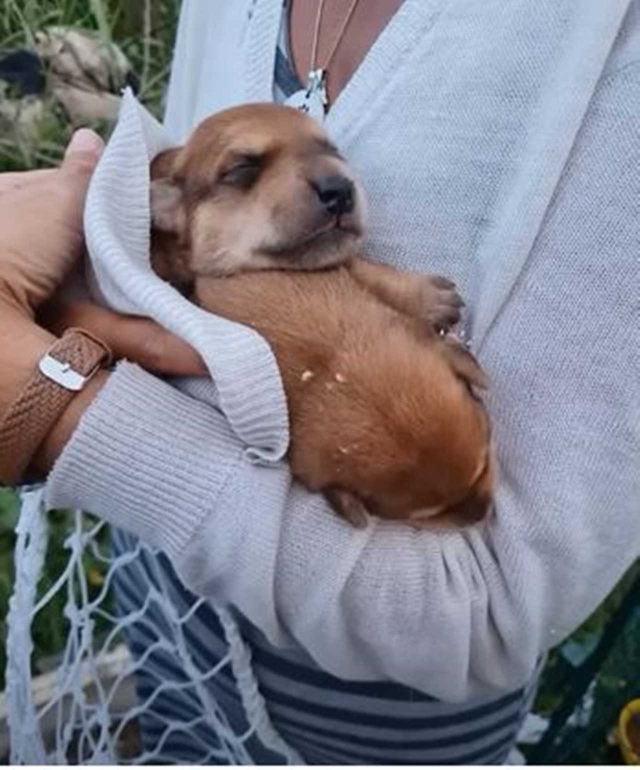 cagnolina ferma cuccioli