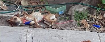 cagnolina paralizzata discarica
