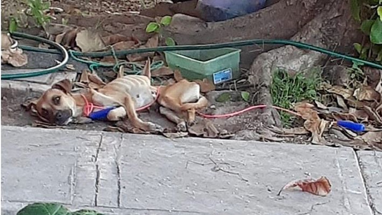 cagnolina paralizzata discarica