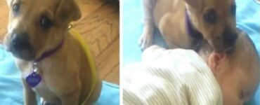 cagnolino abbandonato casa