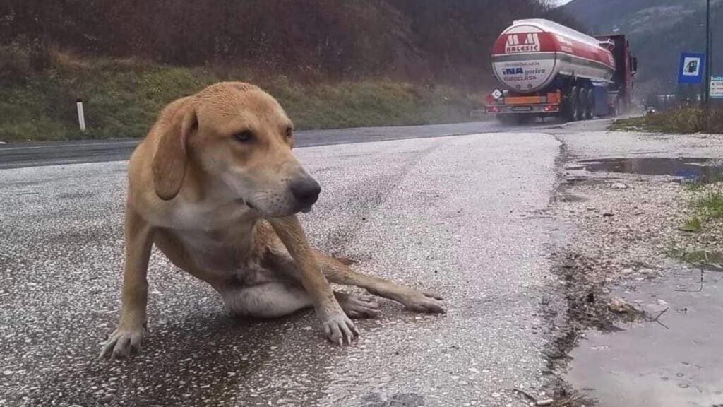 Cagnolino indifeso giaceva immobile sulla strada