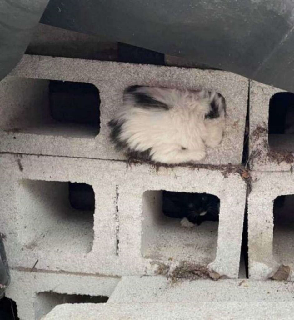 gattina in un blocco di calcestruzzo