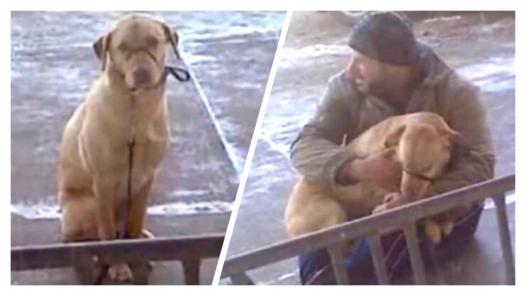 Un uomo che salva la vita ad un cane