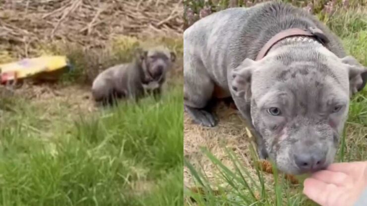 cane abbandonato in un campo