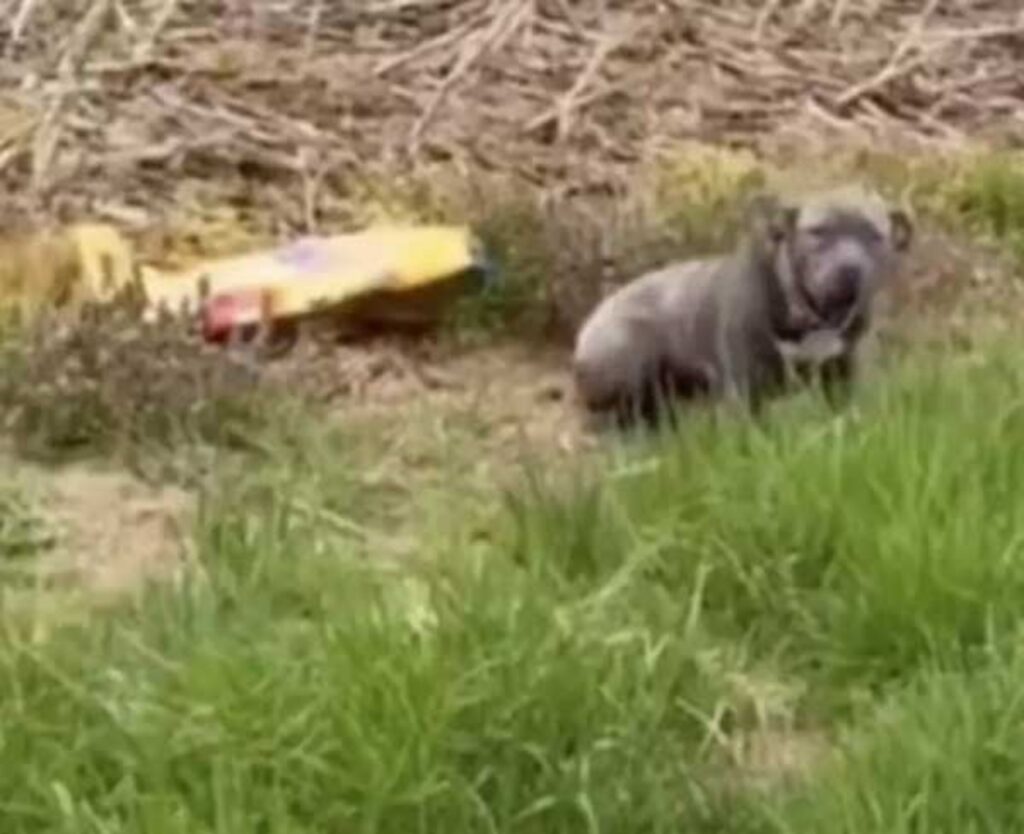 cane abbandonato in un campo