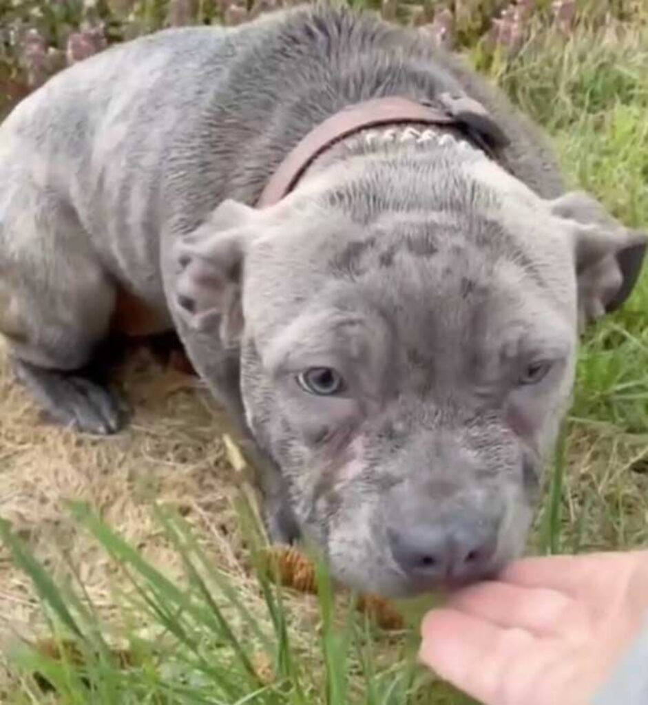 cane abbandonato si lascia avvicinare