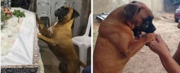cane commosso bara
