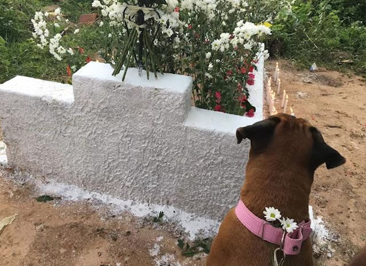 cane commosso cimitero