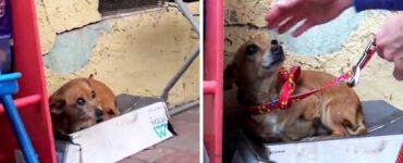 cane con 3 zampe pioggia