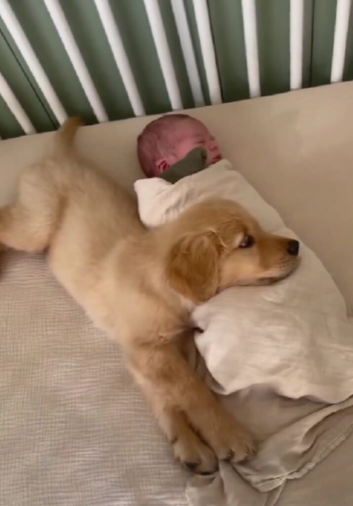 bambino nella culla con un cucciolo di cane