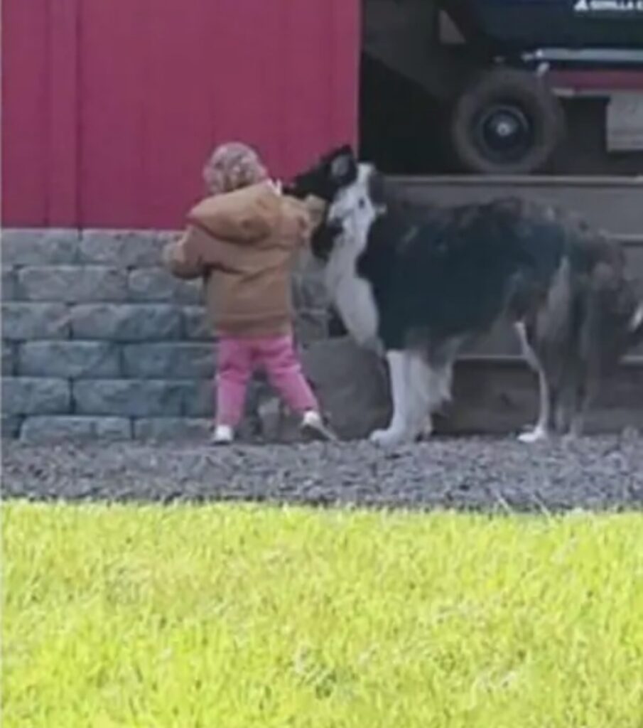 Il cane diventa guardia del corpo