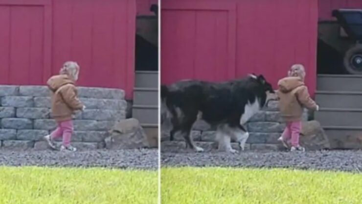 Il cane diventa guardia del corpo