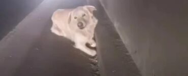 cane infortunato strada