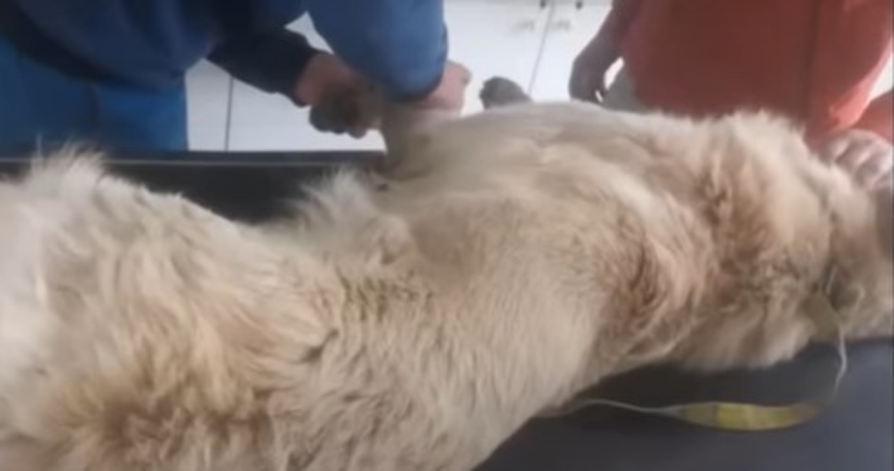 cane infortunato clinica