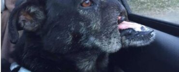 cane maltrattato muso