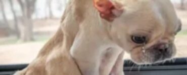 cane maltrattato piange
