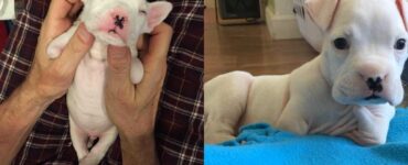 cane senza zampe salvato dall'eutanasia