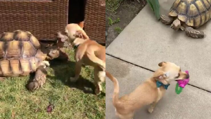 cane e tartaruga che giocano