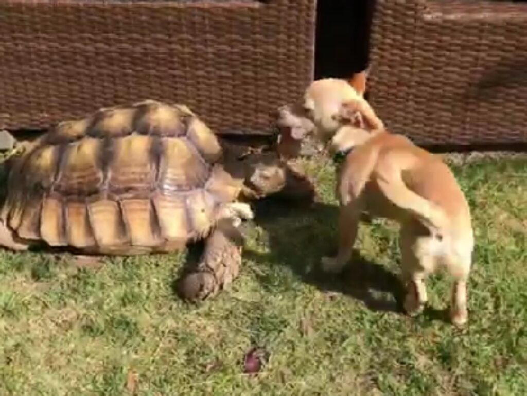 cane e tartaruga che giocano