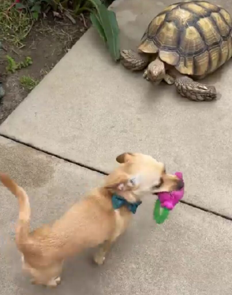 cane e tartaruga che giocano
