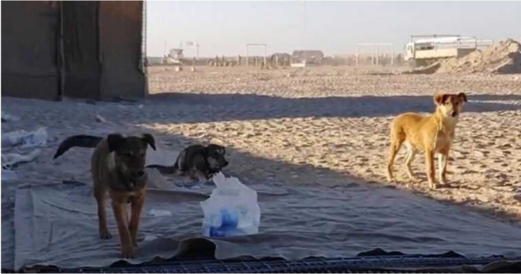 Cani salvati in Iraq