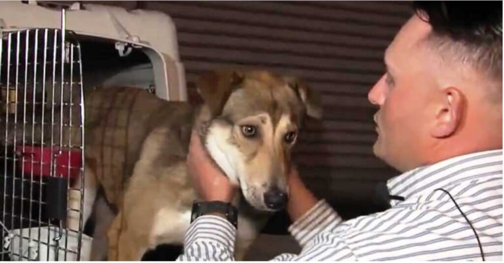 Cani salvati in Iraq