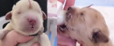 cane con coda sulla faccia
