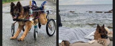 Cane saluta il mare prima di morire