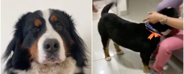 Il prima e il dopo del cagnolino