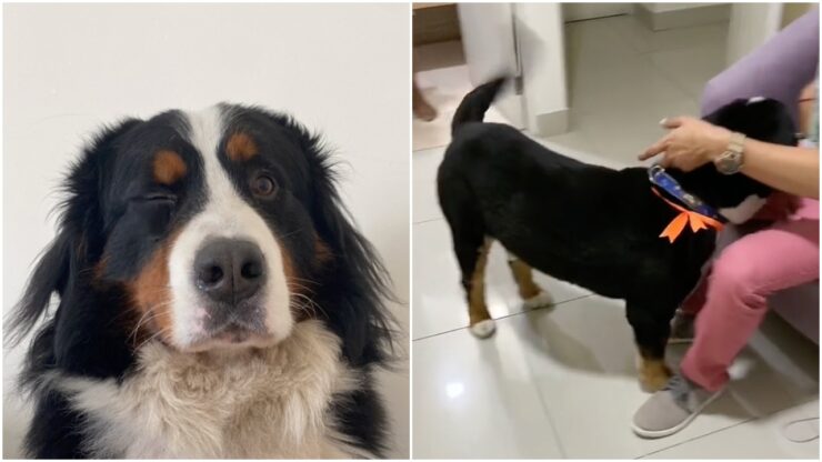 Il prima e il dopo del cagnolino